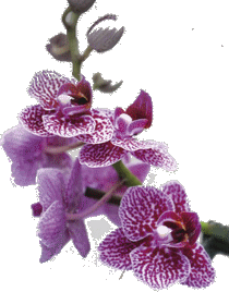 ORCHIDAYS